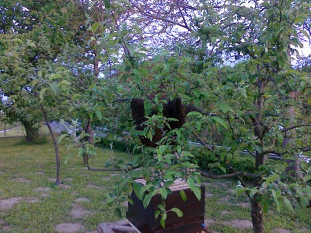 Bienenschwarm 18. Mai 2012